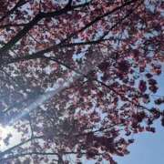 ヒメ日記 2025/04/05 07:12 投稿 高樹 十恋人～トレンド～