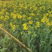 ヒメ日記 2025/04/07 21:10 投稿 高樹 十恋人～トレンド～