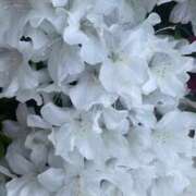 ヒメ日記 2025/04/27 10:44 投稿 高樹 十恋人～トレンド～