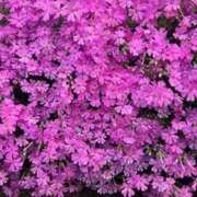 ヒメ日記 2025/05/04 06:36 投稿 高樹 十恋人～トレンド～