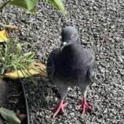 ヒメ日記 2025/06/05 09:50 投稿 高樹 十恋人～トレンド～