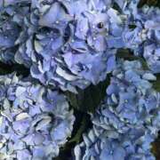 ヒメ日記 2025/06/13 05:00 投稿 高樹 十恋人～トレンド～