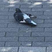 ヒメ日記 2025/07/26 19:00 投稿 高樹 十恋人～トレンド～