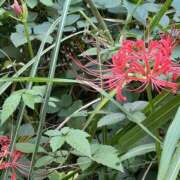 ヒメ日記 2025/09/03 23:00 投稿 高樹 十恋人～トレンド～