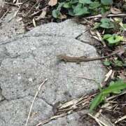 ヒメ日記 2025/09/19 10:00 投稿 高樹 十恋人～トレンド～