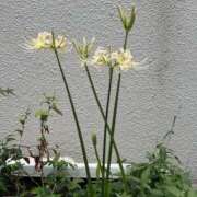 ヒメ日記 2025/09/24 13:00 投稿 高樹 十恋人～トレンド～