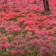 ヒメ日記 2025/10/06 14:00 投稿 高樹 十恋人～トレンド～