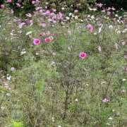 ヒメ日記 2025/11/03 10:03 投稿 高樹 十恋人～トレンド～