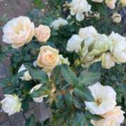 ヒメ日記 2025/11/26 16:00 投稿 高樹 十恋人～トレンド～