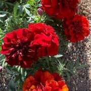 ヒメ日記 2025/12/01 05:00 投稿 高樹 十恋人～トレンド～