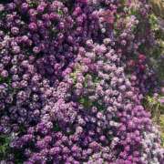 ヒメ日記 2025/12/02 08:03 投稿 高樹 十恋人～トレンド～