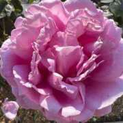 ヒメ日記 2025/12/02 13:02 投稿 高樹 十恋人～トレンド～