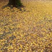 ヒメ日記 2025/12/05 12:33 投稿 高樹 十恋人～トレンド～