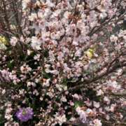 ヒメ日記 2026/02/10 05:00 投稿 高樹 十恋人～トレンド～