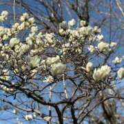 ヒメ日記 2026/03/21 10:04 投稿 高樹 十恋人～トレンド～