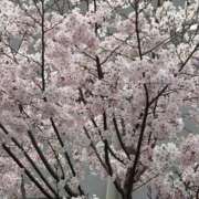 ヒメ日記 2026/03/26 05:04 投稿 高樹 十恋人～トレンド～