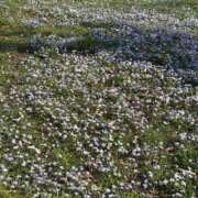 ヒメ日記 2026/04/02 16:14 投稿 高樹 十恋人～トレンド～