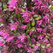 ヒメ日記 2026/04/04 20:04 投稿 高樹 十恋人～トレンド～