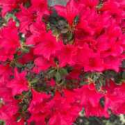 ヒメ日記 2026/04/18 05:14 投稿 高樹 十恋人～トレンド～