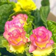 ヒメ日記 2024/12/30 18:14 投稿 ほのか 素人妻御奉仕倶楽部Hip's松戸店