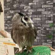 ヒメ日記 2025/02/27 11:52 投稿 ほのか 素人妻御奉仕倶楽部Hip's松戸店