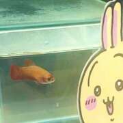 ヒメ日記 2025/03/29 15:38 投稿 ほのか 素人妻御奉仕倶楽部Hip's松戸店