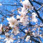 ヒメ日記 2025/04/05 16:28 投稿 ほのか 素人妻御奉仕倶楽部Hip's松戸店