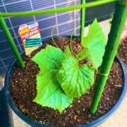 ヒメ日記 2025/05/05 17:16 投稿 ほのか 素人妻御奉仕倶楽部Hip's松戸店