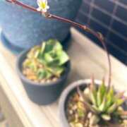 ヒメ日記 2025/05/07 20:26 投稿 ほのか 素人妻御奉仕倶楽部Hip's松戸店