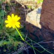 ヒメ日記 2025/11/15 19:10 投稿 ほのか 素人妻御奉仕倶楽部Hip's松戸店