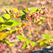 ヒメ日記 2025/11/16 08:29 投稿 ほのか 素人妻御奉仕倶楽部Hip's松戸店