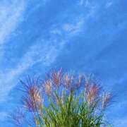 ヒメ日記 2025/11/23 08:49 投稿 ほのか 素人妻御奉仕倶楽部Hip's松戸店