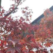 ヒメ日記 2025/11/26 10:29 投稿 ほのか 素人妻御奉仕倶楽部Hip's松戸店