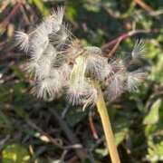 ヒメ日記 2025/11/27 08:39 投稿 ほのか 素人妻御奉仕倶楽部Hip's松戸店