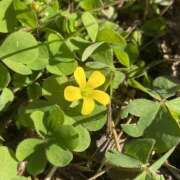 ほのか 明日のご予約ありがとうございます♡ 素人妻御奉仕倶楽部Hip's松戸店