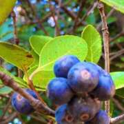 ほのか おはようございます♡ 素人妻御奉仕倶楽部Hip's松戸店