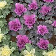 ヒメ日記 2026/01/03 18:19 投稿 ほのか 素人妻御奉仕倶楽部Hip's松戸店