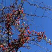 ヒメ日記 2026/01/04 08:49 投稿 ほのか 素人妻御奉仕倶楽部Hip's松戸店