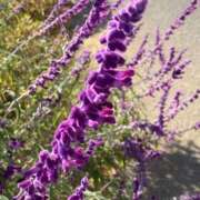 ヒメ日記 2026/01/17 19:19 投稿 ほのか 素人妻御奉仕倶楽部Hip's松戸店