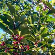 ヒメ日記 2026/01/25 08:49 投稿 ほのか 素人妻御奉仕倶楽部Hip's松戸店