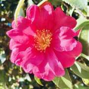 ヒメ日記 2026/01/25 09:49 投稿 ほのか 素人妻御奉仕倶楽部Hip's松戸店