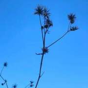 ヒメ日記 2026/01/30 20:39 投稿 ほのか 素人妻御奉仕倶楽部Hip's松戸店