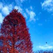 ヒメ日記 2026/01/31 08:59 投稿 ほのか 素人妻御奉仕倶楽部Hip's松戸店