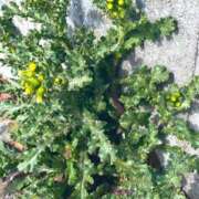 ヒメ日記 2026/02/14 17:19 投稿 ほのか 素人妻御奉仕倶楽部Hip's松戸店