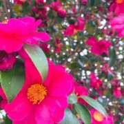 ヒメ日記 2026/03/01 08:39 投稿 ほのか 素人妻御奉仕倶楽部Hip's松戸店