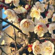 ほのか ご予約ありがとうございます♡ 素人妻御奉仕倶楽部Hip's松戸店