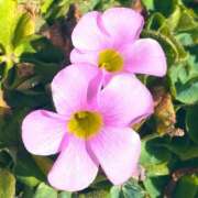 ヒメ日記 2026/03/06 08:39 投稿 ほのか 素人妻御奉仕倶楽部Hip's松戸店