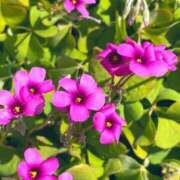 ヒメ日記 2026/03/06 09:29 投稿 ほのか 素人妻御奉仕倶楽部Hip's松戸店