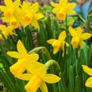 ヒメ日記 2026/03/08 09:59 投稿 ほのか 素人妻御奉仕倶楽部Hip's松戸店