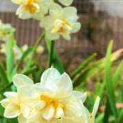 ヒメ日記 2026/04/18 13:10 投稿 ほのか 素人妻御奉仕倶楽部Hip's松戸店